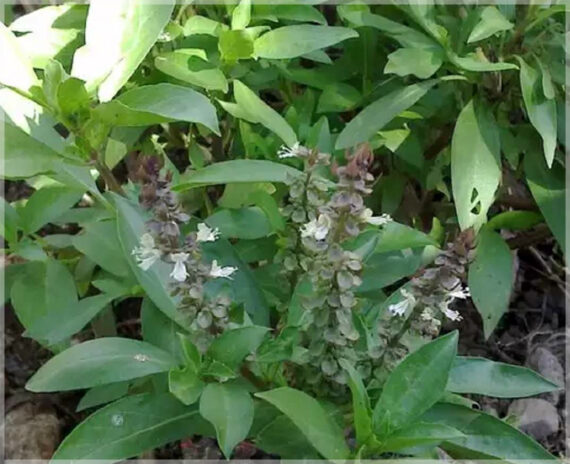 Thiruneetru Pachai (Sweet Basil / Killi Basil) Seeds ( Pack of 50+ Seeds ) - Image 2