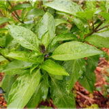 Thiruneetru Pachai (Sweet Basil / Killi Basil) Seeds ( Pack of 50+ Seeds )