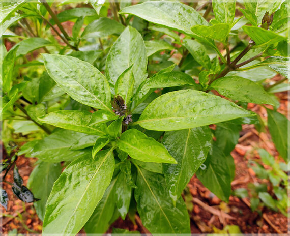 Thiruneetru Pachai (Sweet Basil / Killi Basil) Seeds ( Pack of 50+ Seeds )