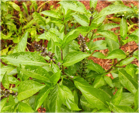 Thiruneetru Pachai (Sweet Basil / Killi Basil) Seeds ( Pack of 50+ Seeds ) - Image 3