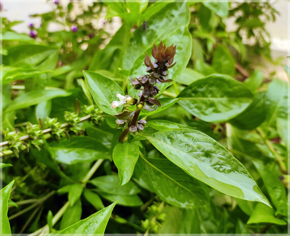 Thiruneetru Pachai (Sweet Basil / Killi Basil) Seeds ( Pack of 50+ Seeds ) - Image 4