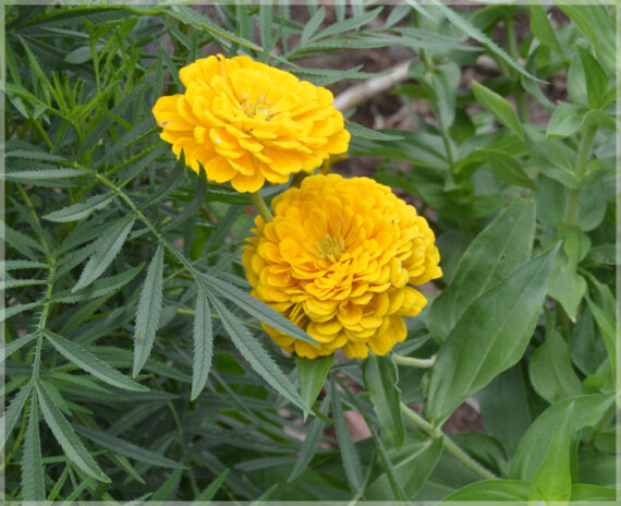 Zinnia Yellow Flower (Multi Petal) - (Pack of 30+ Seeds)
