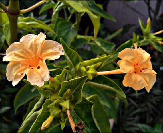 4'O Clock / Four O' Clock Combo Flower Seeds (Mirabilis jalapa / Marvel of Peru) - (Pack of 4 Colors, Each 5+ Seeds) - Image 2