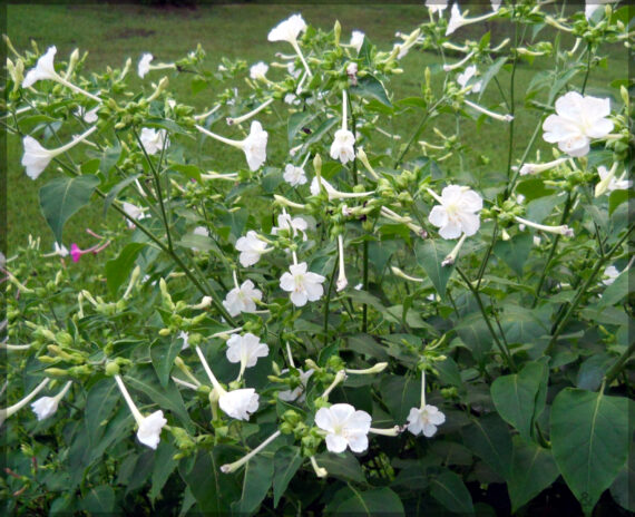 4'O Clock / Four O' Clock White Flower Seeds (Mirabilis jalapa / Marvel of Peru) - (Pack of 10+ Seeds) - Image 2
