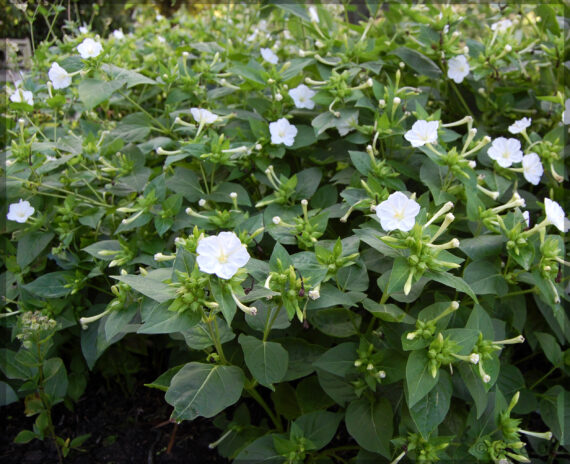 4'O Clock / Four O' Clock White Flower Seeds (Mirabilis jalapa / Marvel of Peru) - (Pack of 10+ Seeds) - Image 3