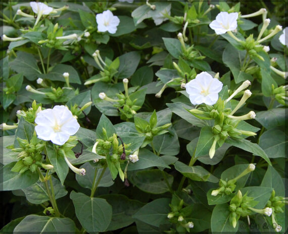4'O Clock / Four O' Clock White Flower Seeds (Mirabilis jalapa / Marvel of Peru) - (Pack of 10+ Seeds)