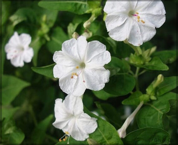 4'O Clock / Four O' Clock Combo Flower Seeds (Mirabilis jalapa / Marvel of Peru) - (Pack of 4 Colors, Each 5+ Seeds) - Image 3