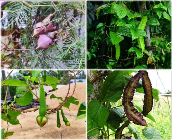 Clove Beans ( Mookuthi avarai / Nithya Vazhuthana ) & Winged Beans (Goa Beans) Green & Purple Traditional Seeds (Pack of 4, Each 10+ Seeds)