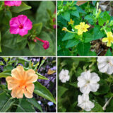 4'O Clock / Four O' Clock Combo Flower Seeds (Mirabilis jalapa / Marvel of Peru) - (Pack of 4 Colors, Each 5+ Seeds)