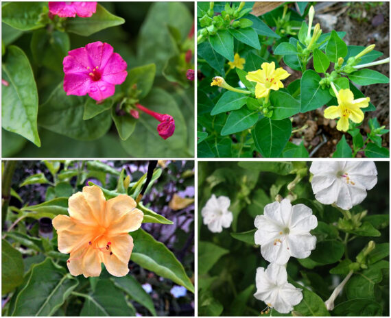 4'O Clock / Four O' Clock Combo Flower Seeds (Mirabilis jalapa / Marvel of Peru) - (Pack of 4 Colors, Each 5+ Seeds)