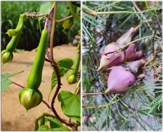 Clove Beans ( Mookuthi avarai / Nithya Vazhuthana ) & Winged Beans (Goa Beans) Green & Purple Traditional Seeds (Pack of 4, Each 10+ Seeds) - Image 4