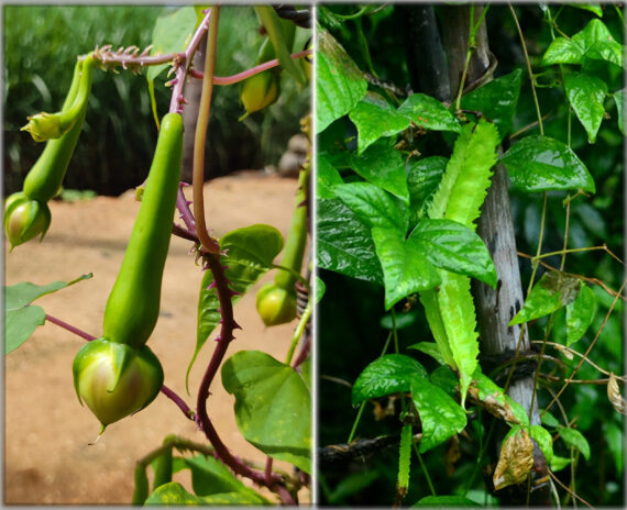 Clove Beans ( Mookuthi avarai / Nithya Vazhuthana ) & Winged Beans (Goa Beans) Green & Purple Traditional Seeds (Pack of 4, Each 10+ Seeds) - Image 2
