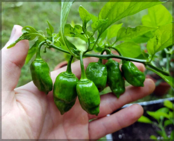Mali Chilli/buht jookia/unda mulagu/malu chilli (Pack of 25+ Seeds) - Image 3