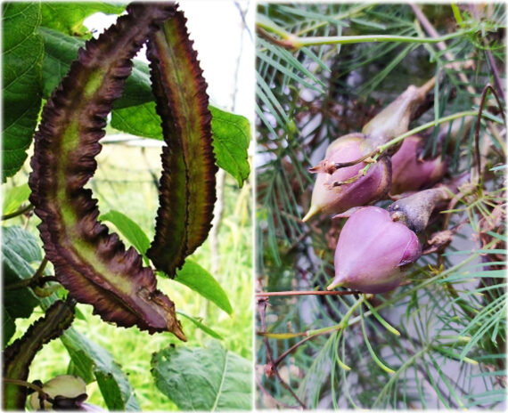 Clove Beans ( Mookuthi avarai / Nithya Vazhuthana ) & Winged Beans (Goa Beans) Green & Purple Traditional Seeds (Pack of 4, Each 10+ Seeds) - Image 3