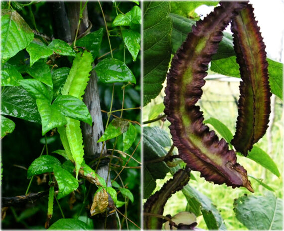 Clove Beans ( Mookuthi avarai / Nithya Vazhuthana ) & Winged Beans (Goa Beans) Green & Purple Traditional Seeds (Pack of 4, Each 10+ Seeds) - Image 5