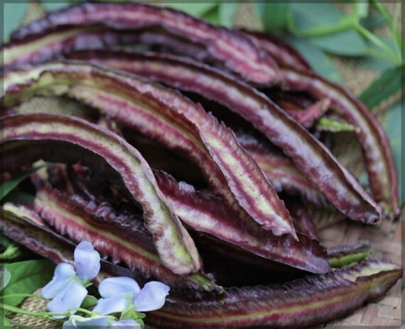 Winged Beans Green & Purple (Asparagus Pea) - (Pack of 2, Each 10+ Seeds) - Image 3