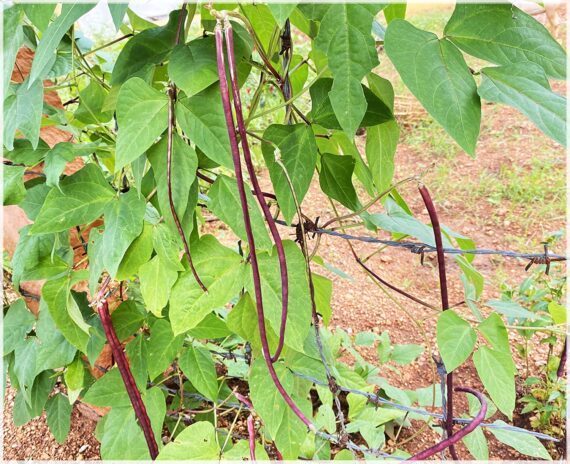 Yard Long beans Red / Red Cowpea / Asparagus bean / Chinese long bean / Red Long Bean Vegetable Seeds (Pack of 20+ Seeds)