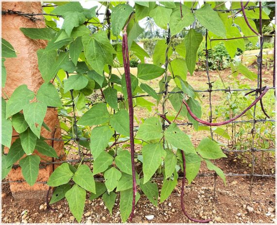Yard Long beans Red / Red Cowpea / Asparagus bean / Chinese long bean / Red Long Bean Vegetable Seeds (Pack of 20+ Seeds) - Image 2