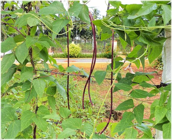 Yard Long beans Red / Red Cowpea / Asparagus bean / Chinese long bean / Red Long Bean Vegetable Seeds (Pack of 20+ Seeds) - Image 3