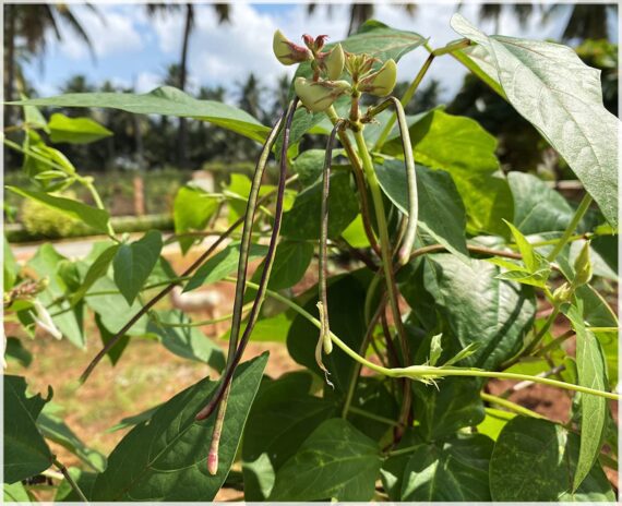 Yard Long beans Red / Red Cowpea / Asparagus bean / Chinese long bean / Red Long Bean Vegetable Seeds (Pack of 20+ Seeds) - Image 4