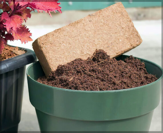 Cocopeat Block / Coir Block - 650 Grams - Expands up to 3.5 Liters - Image 3