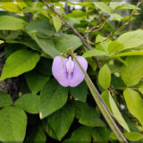 Shankupushpi (Pink Single Petal) Aparajitha / Sangu Poo / Clitoria Ternatae / Butterfly Pea Seeds (Pack Of 10+ Seeds)
