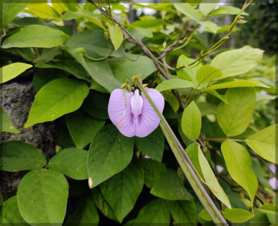 Shankupushpi (Pink Single Petal) Aparajitha / Sangu Poo / Clitoria Ternatae / Butterfly Pea Seeds (Pack Of 10+ Seeds)