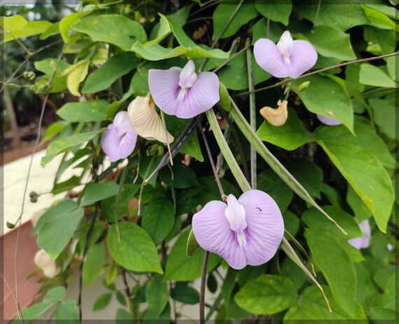 Shankupushpi (Pink Single Petal) Aparajitha / Sangu Poo / Clitoria Ternatae / Butterfly Pea Seeds (Pack Of 10+ Seeds) - Image 5