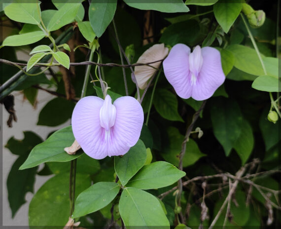 Shankupushpi (Pink Single Petal) Aparajitha / Sangu Poo / Clitoria Ternatae / Butterfly Pea Seeds (Pack Of 10+ Seeds) - Image 4