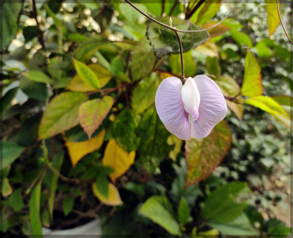 Shankupushpi (Pink Single Petal) Aparajitha / Sangu Poo / Clitoria Ternatae / Butterfly Pea Seeds (Pack Of 10+ Seeds) - Image 3