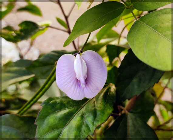 Shankupushpi (Pink Single Petal) Aparajitha / Sangu Poo / Clitoria Ternatae / Butterfly Pea Seeds (Pack Of 10+ Seeds) - Image 2