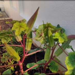 Tree Okra Seeds (Bhendi / Ladies Finger) – 25+ Seeds | Native Okra Variety